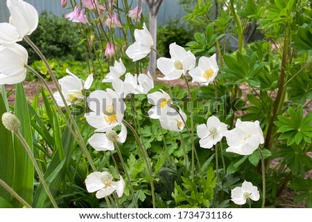White Wood Anenome Flower in Bloom, close up Royalty-Free Stock Photo #1734731186
