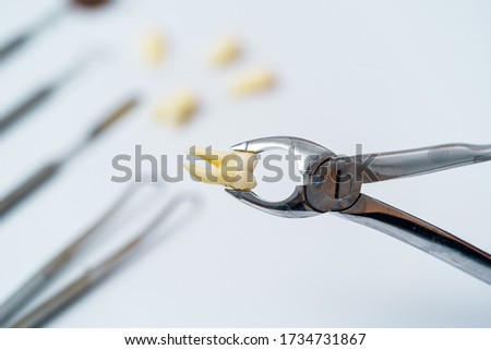 Tooth in tongs. Concept care isolated on white background.