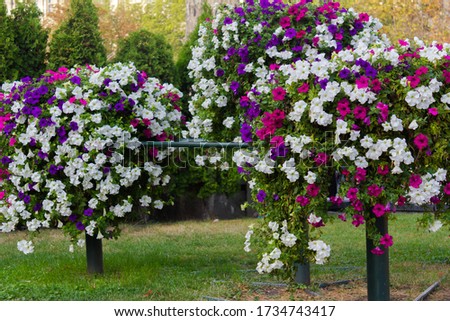 Purple, white and pink petunia flowers in the garden in spring time. 
Ideas for landscaping your garden and city. Shallow depth of field