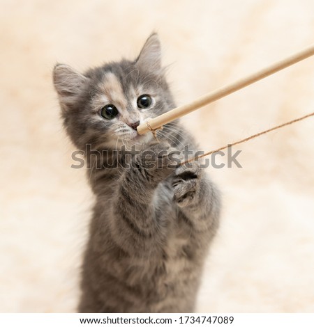Gray kitten plays on a fur blanket with a toy on a rope.