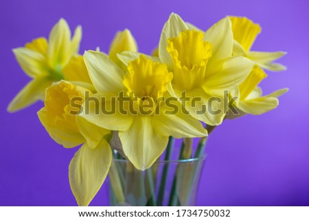 A vase of pristine yellow daffodils are captured against a purple background