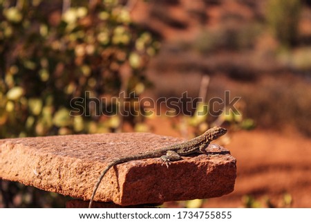 small lizard basking in the sunlight