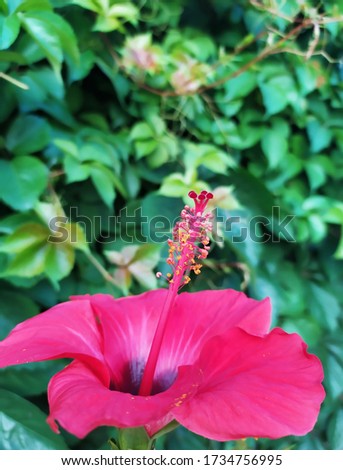 A beautiful picture of Hibiscus flower, which is found in China, specifically the Chinese city of Hawaii, which is beautiful and different colors.