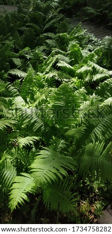Beautiful bushes of fern. Large green leaves in a sunny rainforest.