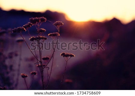 summer sunset meadow flowers background/ toned images