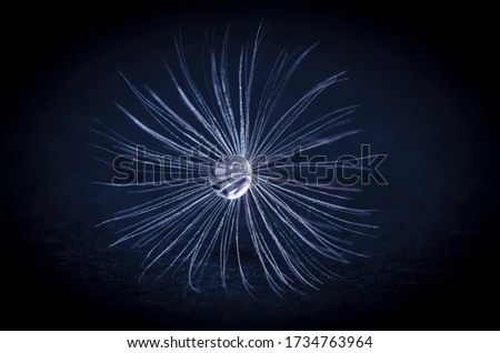 White fluffy dandelion umbrella close up with a drop of water on a dark background