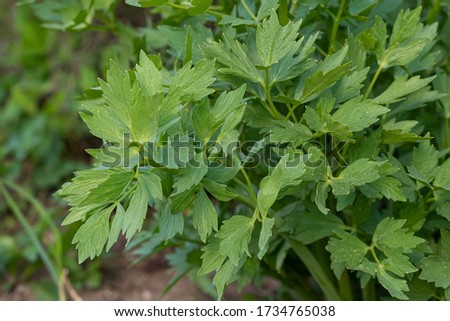 Spices and Herbs, Lovage plant (Levisticum officinale) growing in the garden. Royalty-Free Stock Photo #1734765038