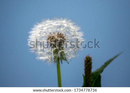 White dandelion on blue background