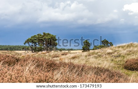 National park 'De hoge veluwe' in the Netherlands in autumn Royalty-Free Stock Photo #173479193