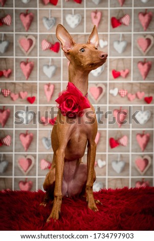 red-haired puppy wishes Happy Valentine_s Day