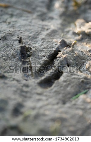 footprint of a tiny bird in the mud at sunset
