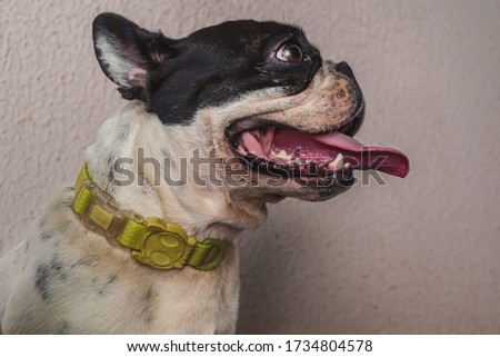 really cute frenchie bulldog on a profile pic