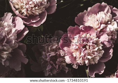 Background of peonies. Bouquet of beautiful flowers peonies. Pink peonies close-up in a mystical treatment.