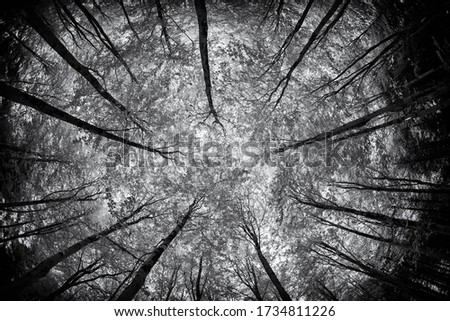 looking up in the woodland at the trees in infrared light 