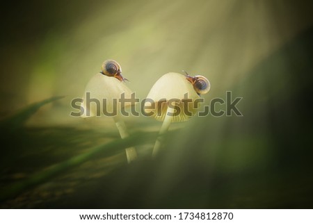 Two snails walking on mushroom petals with artistic color nuances, best-selling macro photos