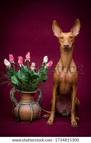 beautiful red sicilian greyhound dog sitting near a vase with roses