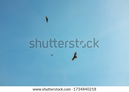 Turkey Vultures  (Cathartes aura) Flying in Circle in Clear Blue Sky in the Choro Road, La Paz / Bolivia