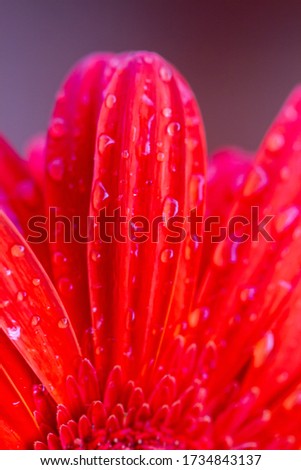 Bouquet of orange gerbera of the Asteraceae or Compositae family, commonly referred to as the aster, daisy, composite or sunflower family