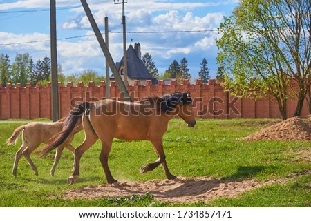 A brown Mare and foal walk through the green grass along a brick fence. Natural economy, wild animals.