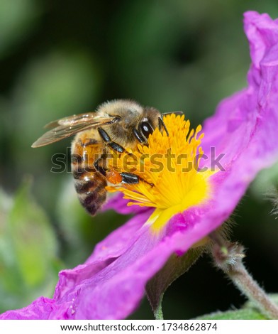 detail of honey bee collecting nectar from yellow stamens of rock rose flower, in selective focus picture 