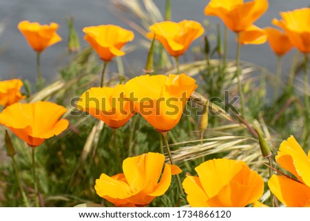 Bright orange poppies blowing in the wind along river in Hood River, Oregon