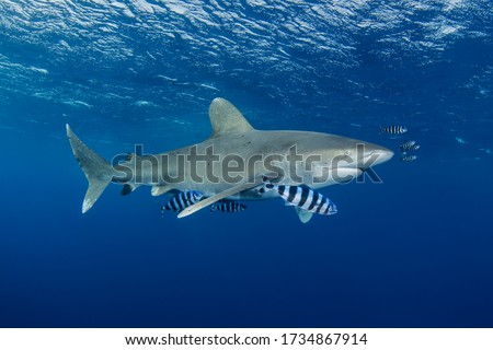 Oceanic Whitetip Shark - Red Sea