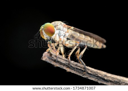 Macro Photography - Robber Fly with prey