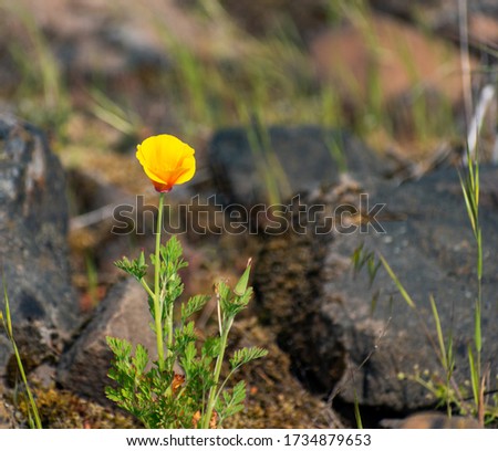 Single beautiful yellow poppy in Oregon