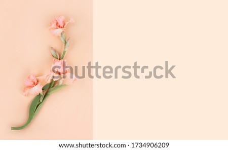 Tender soft pink color iris flower on a creamy colored background. Flat lay style.