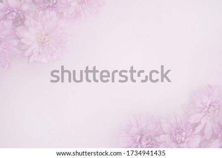 Product background Fresh flowers Pink chrysanthemum