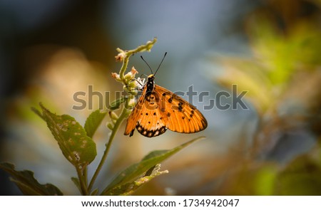 Plain Tiger Butterfly feeding on nectar from flowers.