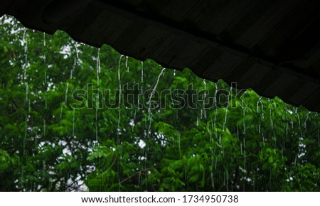 Rain water that flows from the roof during the rain.  Against the background of green leaves. Nature is dark due to rain.
