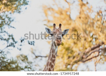 Karongwe Reserve/ South Africa - January 16, 2019: Wildlife photos of giraffes taken at Karongwe Game Reserve (safari) in South Africa.