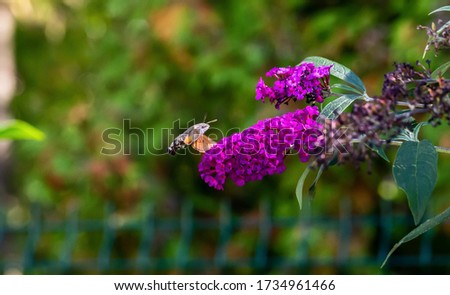  An Amazing Hummingbird Moth flying around some flowers getting some nectar.