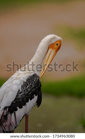 Painted  stork preening it's feathers