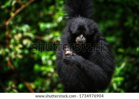 The blurry picture of Gibbons are apes in the family Hylobatidae. The family historically contained one genus. Gibbons live in subtropical and tropical rainforest 