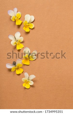 viola flowers on color paper  background
