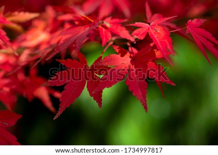 Autumn season leaf colourful garden