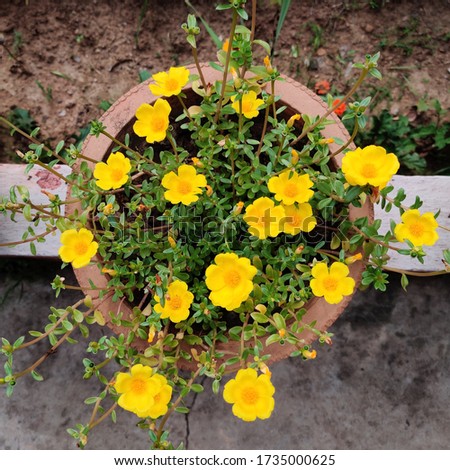 Yellow Wild Rose in a pot. Easy Gardening, Nature Lover, Flower Pot