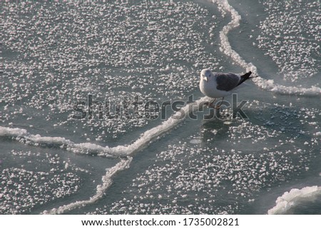 A seagull on ice near the icy embankment in the city of Yevpatoriya (Crimea, Crimean peninsula).