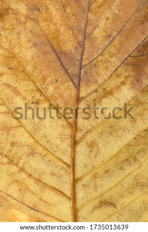 Beautiful texture of a yellow leaf of tree close up