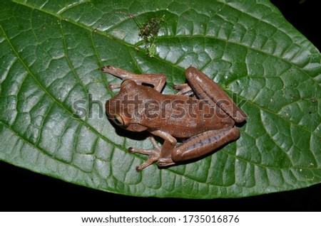 Brazilian tree frogs and toads