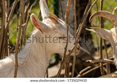 Baby goat close up picture