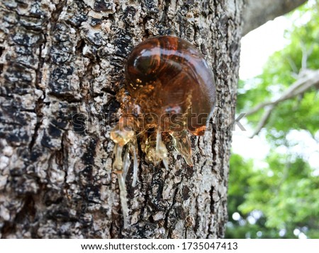 tree sap and bark amber black white colors sticky natural arborist background Royalty-Free Stock Photo #1735047413