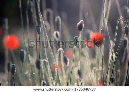 The dominant red.The flower is odorless.Poppies in the rainbow field environment.Contrast colors in poppy.Bright background in poppy.Transparent red in the poppy petals.