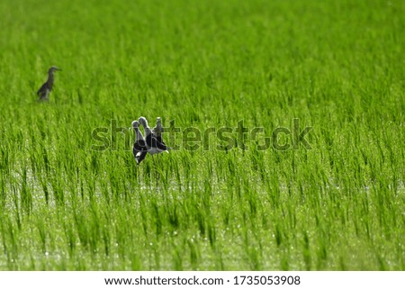 Birds are breeding in the rice fields on the natural background