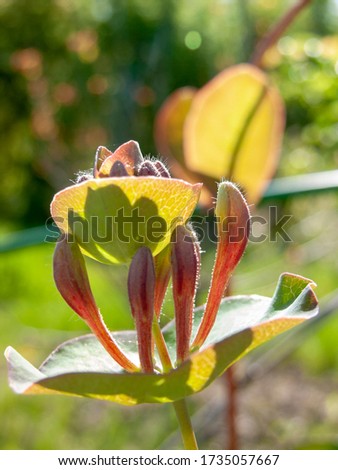 Unopened buds of blooming decorative honeysuckle. Shooting in the morning, against the light, narrow focus.