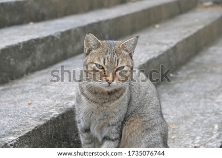 street cat in the garden