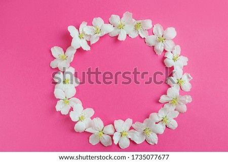 White flowers laid out in a circle on a bright pink background. The concept of spring, summer, flowering, holiday, holiday. Image for banner, postcards. Copyspace.