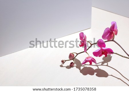 Geometric composition with pink orchid on a white background. Angles, shadows and perspective in the frame.